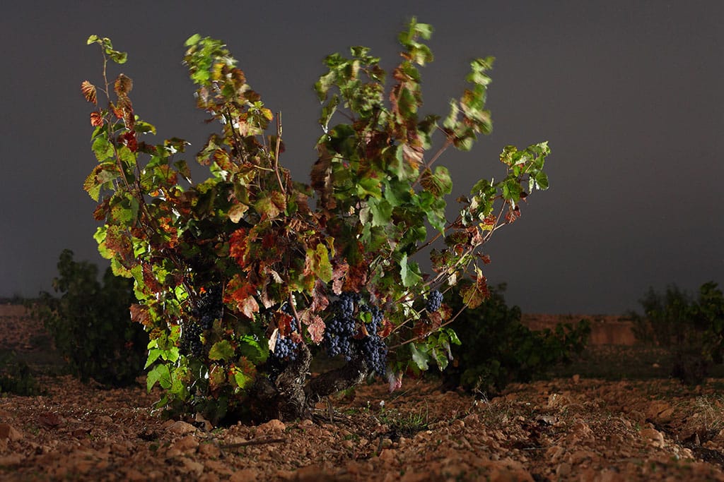 bodegasbleda's tweet photo. La #Monastrell es nuestra variedad autóctona, la gran protagonista de nuestros #vinos con #DopJumilla por eso en  #BodegasBleda las cuidamos con mucho mimo 😍 @VinosJumilla @RutaVinoJumilla https://t.co/nfnYetCWqH