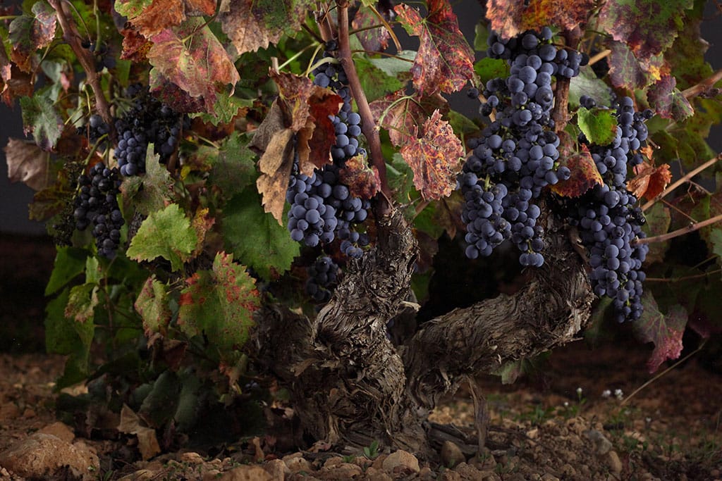 bodegasbleda's tweet photo. La #Monastrell es nuestra variedad autóctona, la gran protagonista de nuestros #vinos con #DopJumilla por eso en  #BodegasBleda las cuidamos con mucho mimo 😍 @VinosJumilla @RutaVinoJumilla https://t.co/nfnYetCWqH