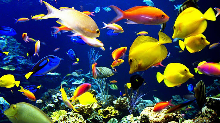 Chan_Martinelly's tweet photo. 08 de Junho: Dia Mundial dos Oceanos! 
Vamos preservar o que nosso planeta tem de melhor, e nossas vidas marinhas🐙🐠🐡🐳🌍🌏🌎🌊🌊🌊 https://t.co/5vAFNrWVSf
