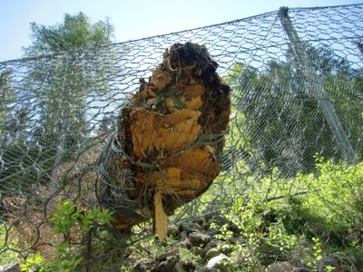 geobrugg's tweet image. Austria, Stubach: #RockfallBarrier against tree *** This RXE-2000 barrier is over 5 m high. The tree was about 22 m high and weighed nearly 9 tons. The replacement of the affected rings and the post is planned. The suspension rope will not be damaged. #ringnet #TreeImpact