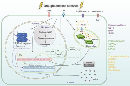 JXBot's tweet photo. #FloweringNewsletterReview: Molecular genetic analyses of #abiotic stress responses during plant reproductive development https://t.co/TwihyDBk1T https://t.co/kvKQg0CdsR