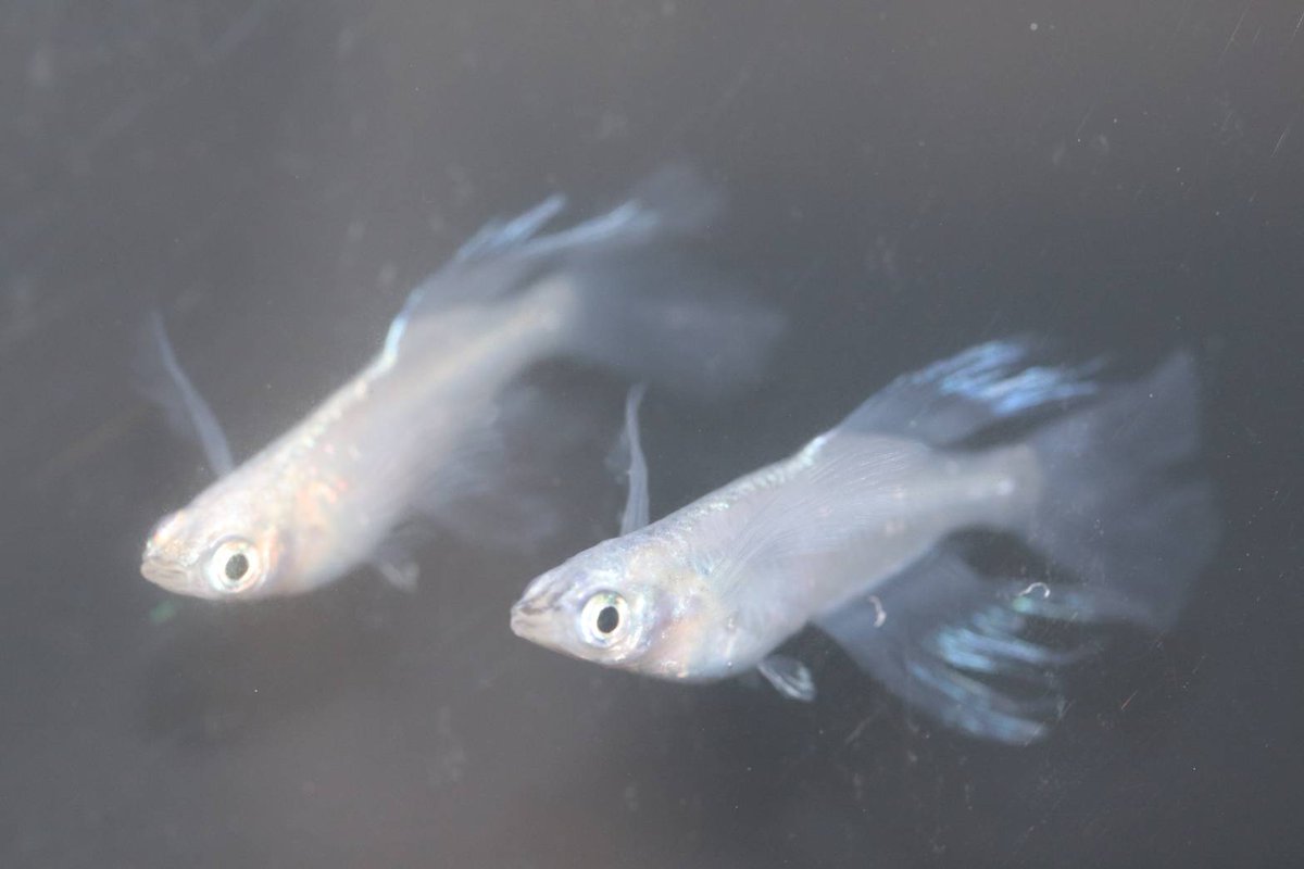 メダカ直売所 こんばんは 蒸し暑くて 毛が逆立ちそうな浜松 浜北でした 今夜はこちらをご紹介 ミユキバタフライ 良い子ども有りますよ こちらもご覧ください T Co Bw23g85oou 今週は遂に 梅雨入りでしょうか この辺りも いい