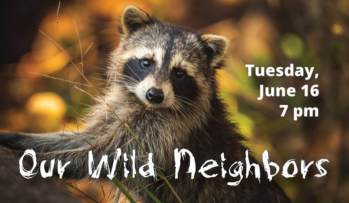 WheatonPL's tweet image. Join DuPage County Animal Services Humane Educator Andy Salis for a presentation on how to share our space with wildlife. Questions welcome! Register here for Zoom webinar link:
ow.ly/m9QL50A0hxY.
#virtuallibraryprogram, #wheatonlibrary