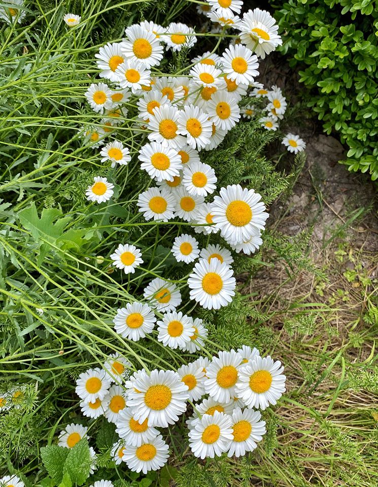 🌼Margaritas 🌼
Con este nombre hay muchas flores de la familia de las compuestas, todas muy parecidas, con su capítulo floral amarillo rodeado de lígulas blancas, oráculo de amores indecisos. Leucanthemum pallens, vive en bosques y taludes de la mitad N. de la Península Ibérica