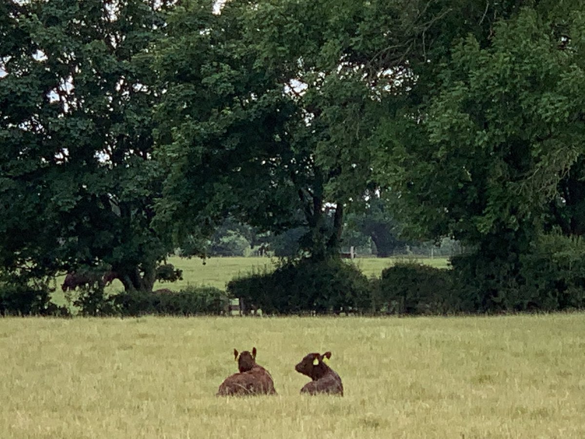 whollycowbeef's tweet image. Hoping the rain starts to green things up before too long. Still looking like we are on safari here! #nativebreeds #farmsnotfactories #beefboxes #100%grassfed #slowfoodsupporters