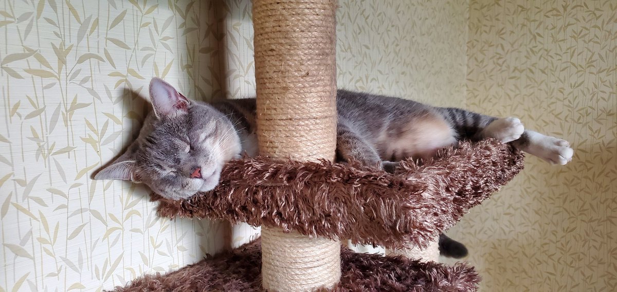 #CatsOfTwitter Hey everybody.  Had to make Swiffer Duster Kitty a new account. Twitter deleted his old one and we lost all of our friends and followers.  Please refollow if you care too. We love you and miss you all. ❤