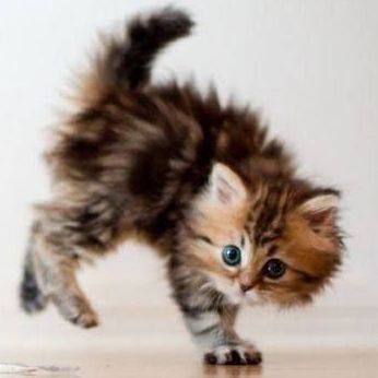 STuttleWriter's tweet image. How To Train Your Human. #blog #cat 

susantuttlewrites.com/2020/06/how-to… .