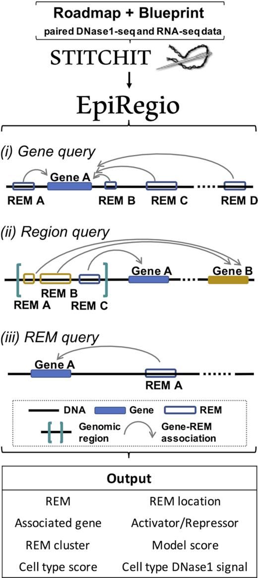 ensembl's tweet photo. EpiRegio: A new tool to analyse genes and linked regulatory elements
#CitedEnsembl @NAR_Open https://t.co/GbB2eXZFdA
Web: https://t.co/9WpmvGtjmi
#bioinformatics #compbio #epigenetics https://t.co/BPfxDb6iMB