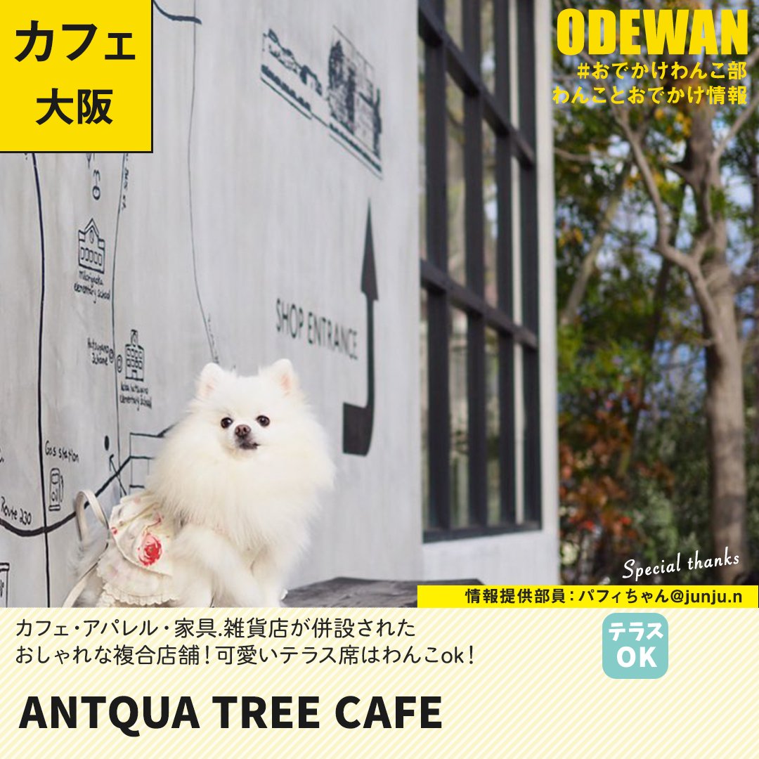 おでかけわんこ部 愛犬とのおでかけ情報 V Twitter Antqua Tree Cafe に行ってきたよ パフィちゃんジョイくんちゅらちゃんから写真レポが届きました 大阪わんこokカフェの詳細 T Co hg37vpq4 おでかけわんこ部 わんことお出かけ わんこok わんこok