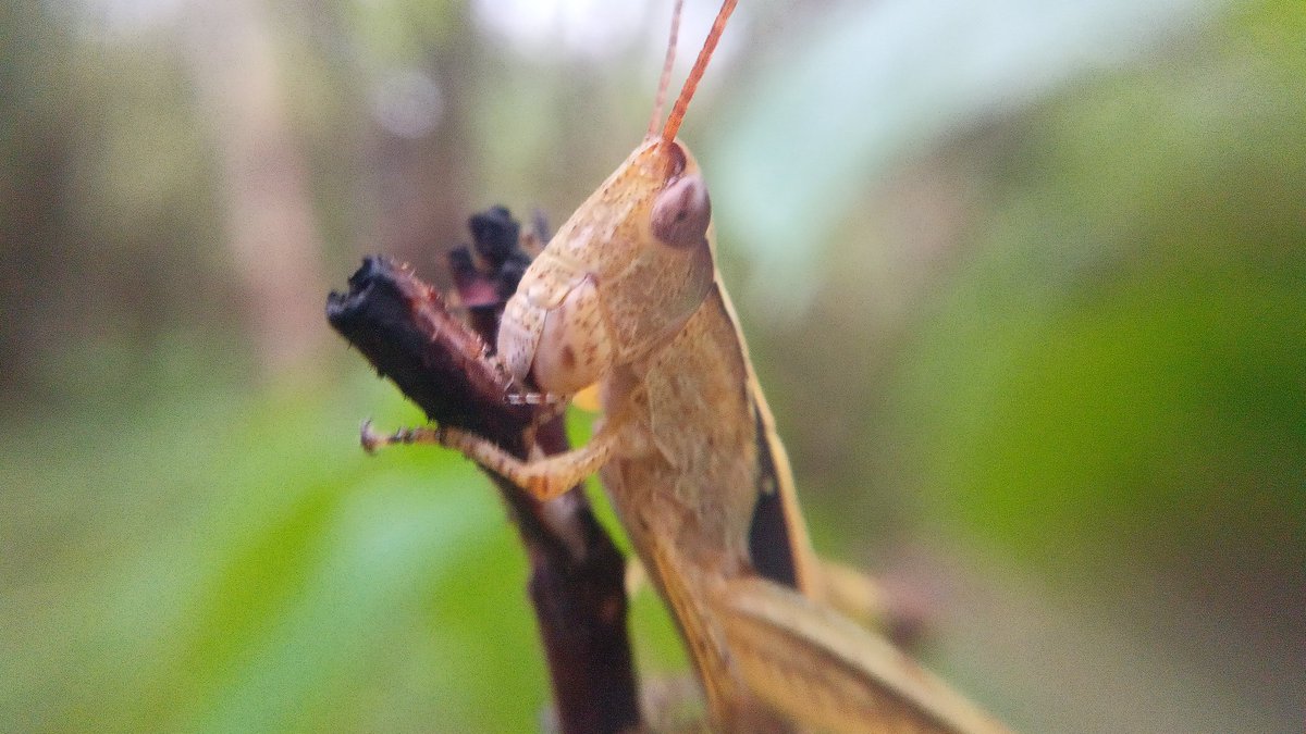 hack_21zone's tweet image. #Cricket