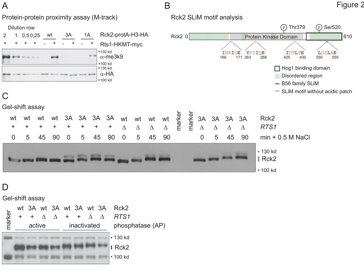 NatalieRomanov's tweet photo. Dephosphorylation of Rck2 after hyperosmotic stress depends on PP2A-Rts1 and a #ShortLinearMotif. https://t.co/wK6kGttEgb