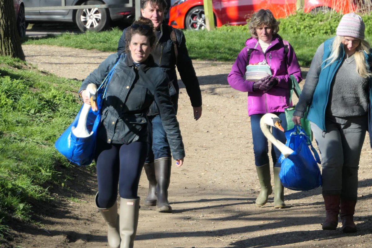 The Sanctuary volunteers had to make a quick decision. They decided Wallace, her apparent new love, should come back to the Heath with her! Aww!Side note here: Ikea bags make great swan carriers, and their long necks sticking out like an awkward impulse buy is always funny.