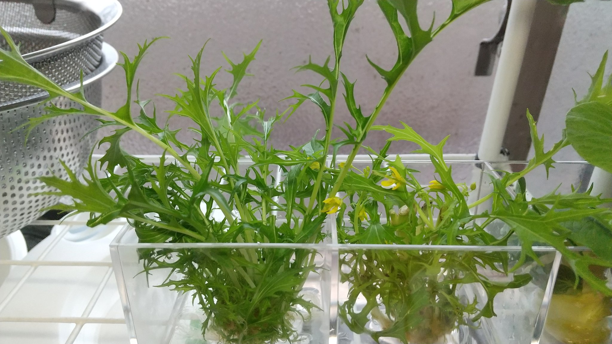 蒼碧杜 その後の我が家の再生栽培チャレンジ 水菜とチンゲン菜 水菜はほんと いつ収穫時期なのか判断できない 笑 チンゲン菜は水耕栽培の方が元気 土植えしたやつは青虫にやられてしまいご臨終でした W 再生栽培 再生栽培チャレンジ