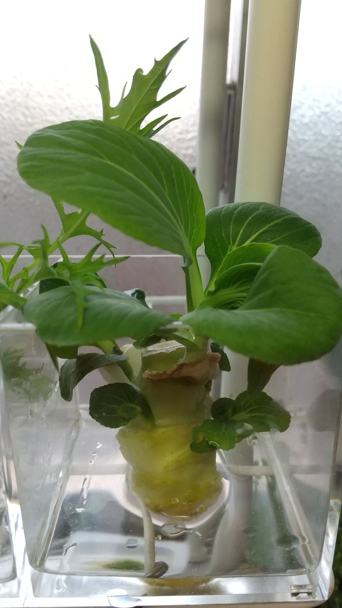 蒼碧杜 その後の我が家の再生栽培チャレンジ 水菜とチンゲン菜 水菜はほんと いつ収穫時期なのか判断できない 笑 チンゲン菜は水耕栽培の方が元気 土植えしたやつは青虫にやられてしまいご臨終でした W 再生栽培 再生栽培チャレンジ