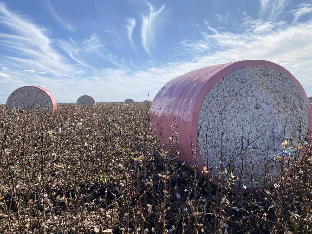 End of season beauty #cotton #australiancotton #WomenInSTEM #womeninag #bigskies