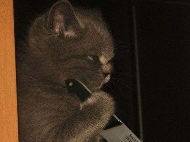` tweet media