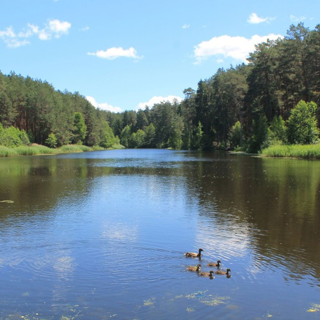 Река Унеча (73 фото)