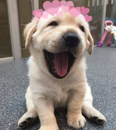 If you& #39;re feeling sad open this thread https://abs.twimg.com/emoji/v2/... draggable=