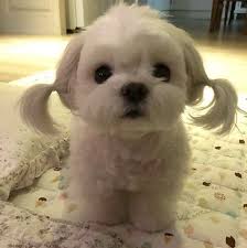 If you& #39;re feeling sad open this thread https://abs.twimg.com/emoji/v2/... draggable=