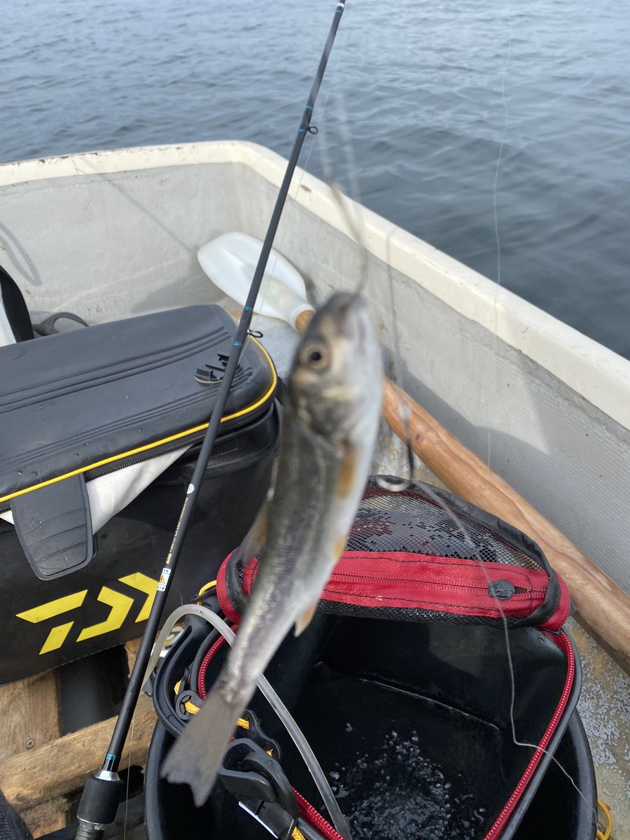 Kobapura 思うに 淡水魚のドジョウは他の魚と比較してもかなり生命力があり 海水でも長く使える生き餌でした おそらく海水中では苦しみながら暴れていると思います その暴れ方が根魚から観れば 元気な魚に観えて喰いつくのかな 記憶ではyuta