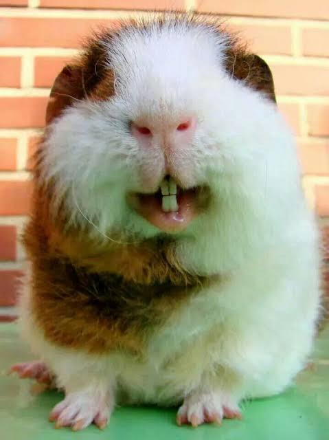 If you& #39;re feeling sad open this thread https://abs.twimg.com/emoji/v2/... draggable=