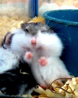 If you& #39;re feeling sad open this thread https://abs.twimg.com/emoji/v2/... draggable=