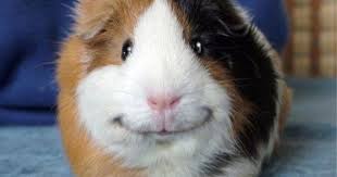 If you& #39;re feeling sad open this thread https://abs.twimg.com/emoji/v2/... draggable=