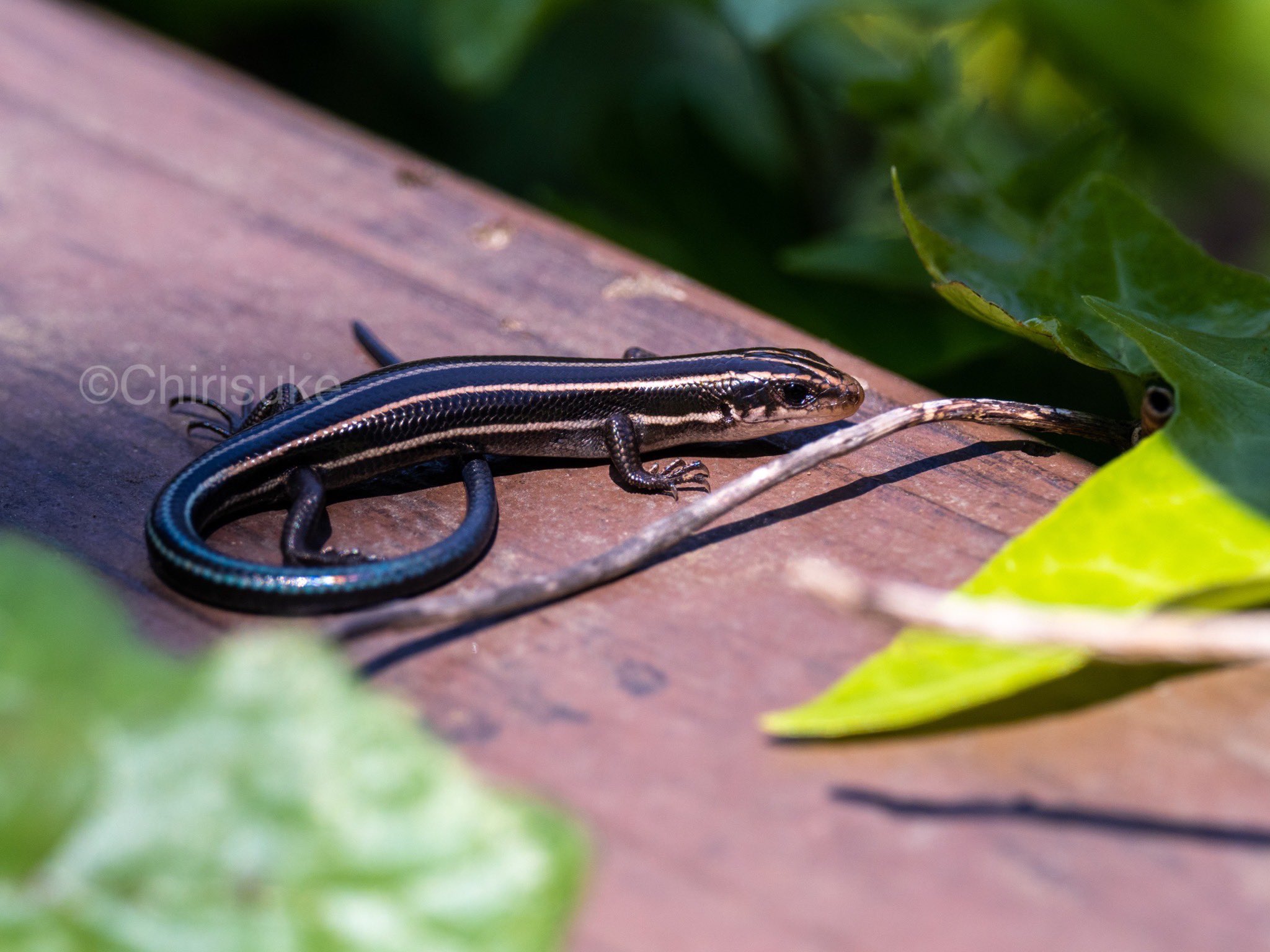 تويتر 塵介 على تويتر 東日本蜥蜴の子供 ヒガシニホントカゲ トカゲ 爬虫類 T Co G8crub13me