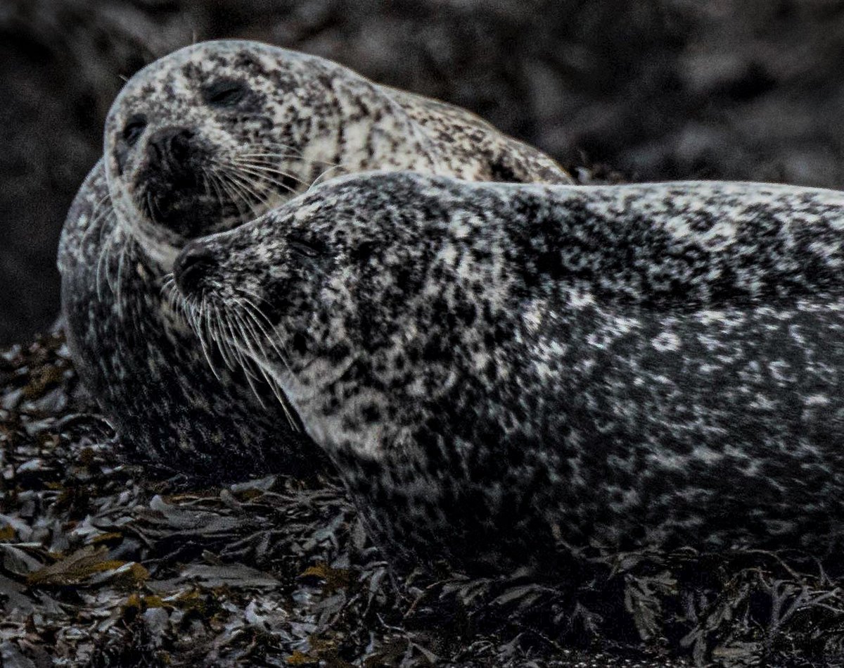 David Gange tweet media