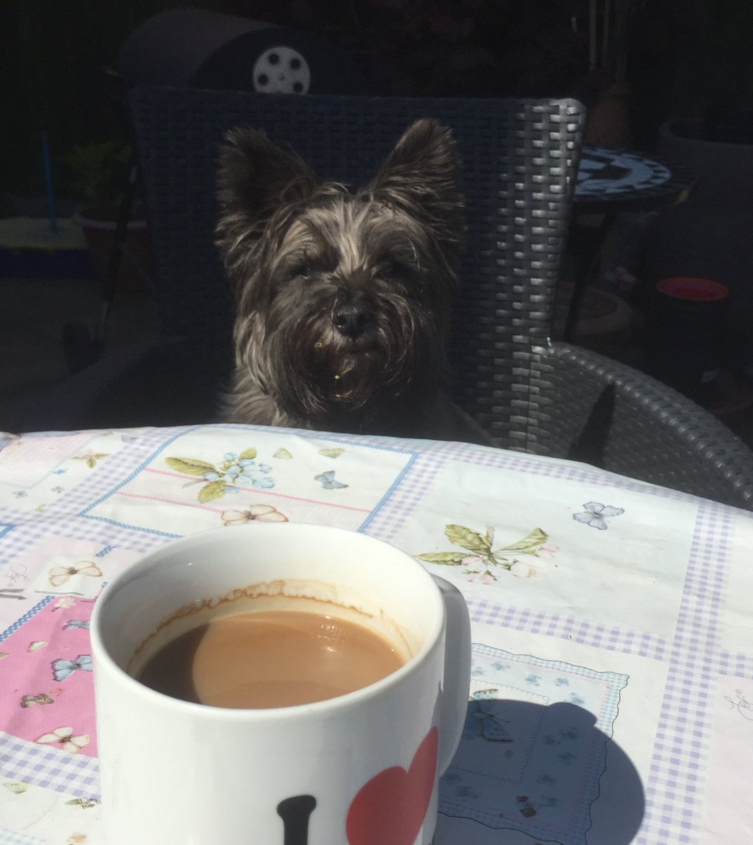 LilCharlieBoy's tweet photo. Breakfast on the patio? Don't mind if I do - where's my coffee? 😎 ☀️ https://t.co/CZM6yTVxIK