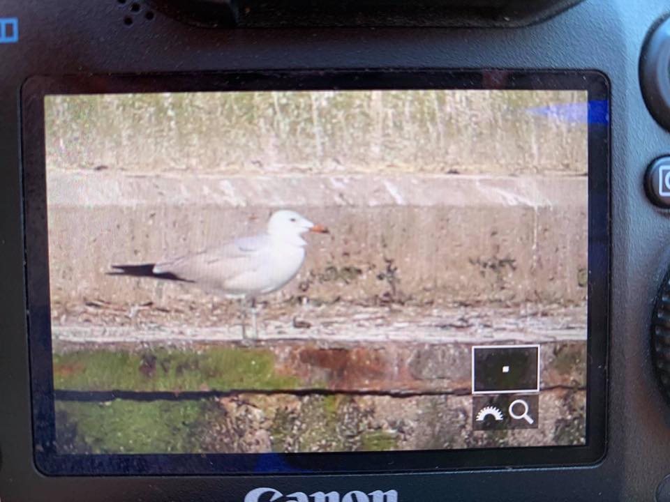 Birding Poland tweet media