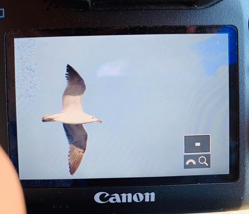 2nd for Poland AUDOUIN'S GULL, Ichthyaetus audouinii, subadult today in Hel, Baltic Coast by Paweł Malczyk, Zbigniew Kajzer and Wojciech Janecki.
<a href="/TarsigerTeam/">Tarsiger</a>