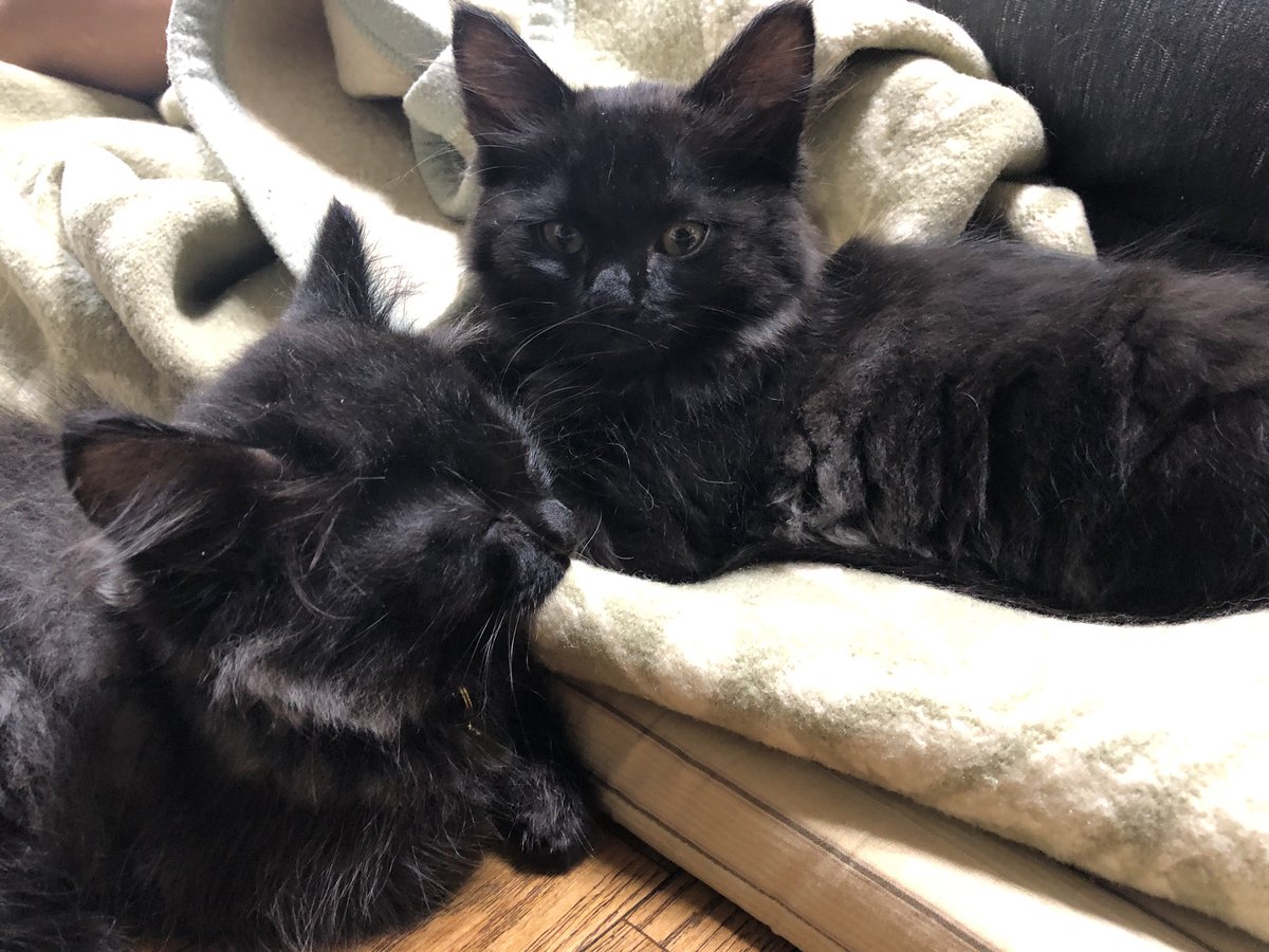 ごぜんさまとどびんちゃん 本日飼い主の横にべったりくっついてるぜんびん 子猫 子猫写真 ねこ 猫 子猫部 猫好きさんと繋がりたい 猫のいる暮らし 猫写真 子猫club 子猫の育て方 黒猫 ごぜんさまとどびんちゃん 本日飼い主の横にべったりくっついてるぜんびん 子猫 子猫写真 ねこ 猫 子猫部 猫好きさんと繋がりたい 猫のいる暮らし 猫写真 子猫club 子猫の育て方 黒猫
