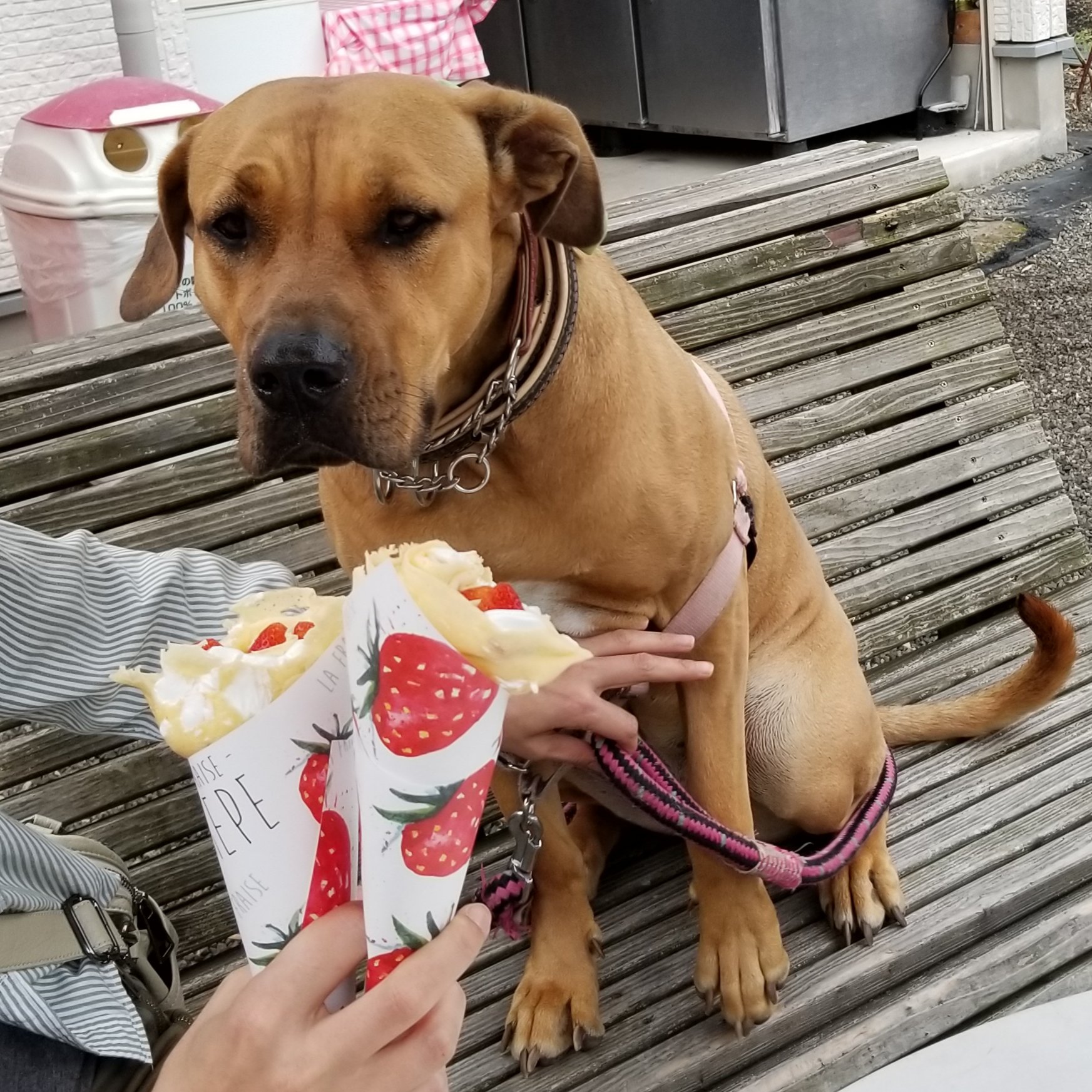 土佐犬ツナ ツナはイチゴが大好きです イチゴ イチゴクレープ 苺 苺クレープ いちご T Co 9gfnl846m3 Twitter