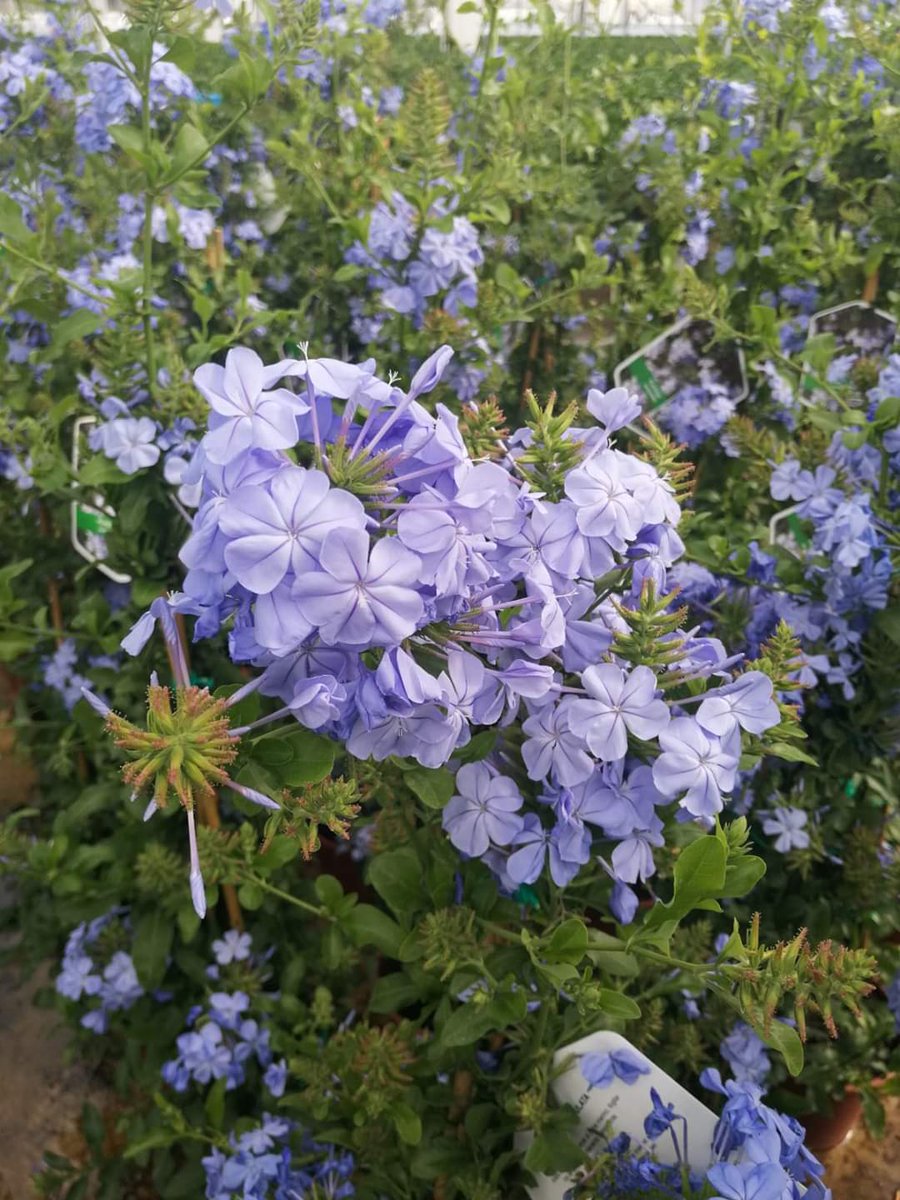 💜 Plumbago 💜

Mai sentito parlare del plumbago? Le sue caratteristiche vincenti sono il vigore, la lunga stagione di fioritura e il colore celeste puro delle sue corolle, difficile da trovare in altre piante. 
Disponibile in vaso 14 e vaso 19!!