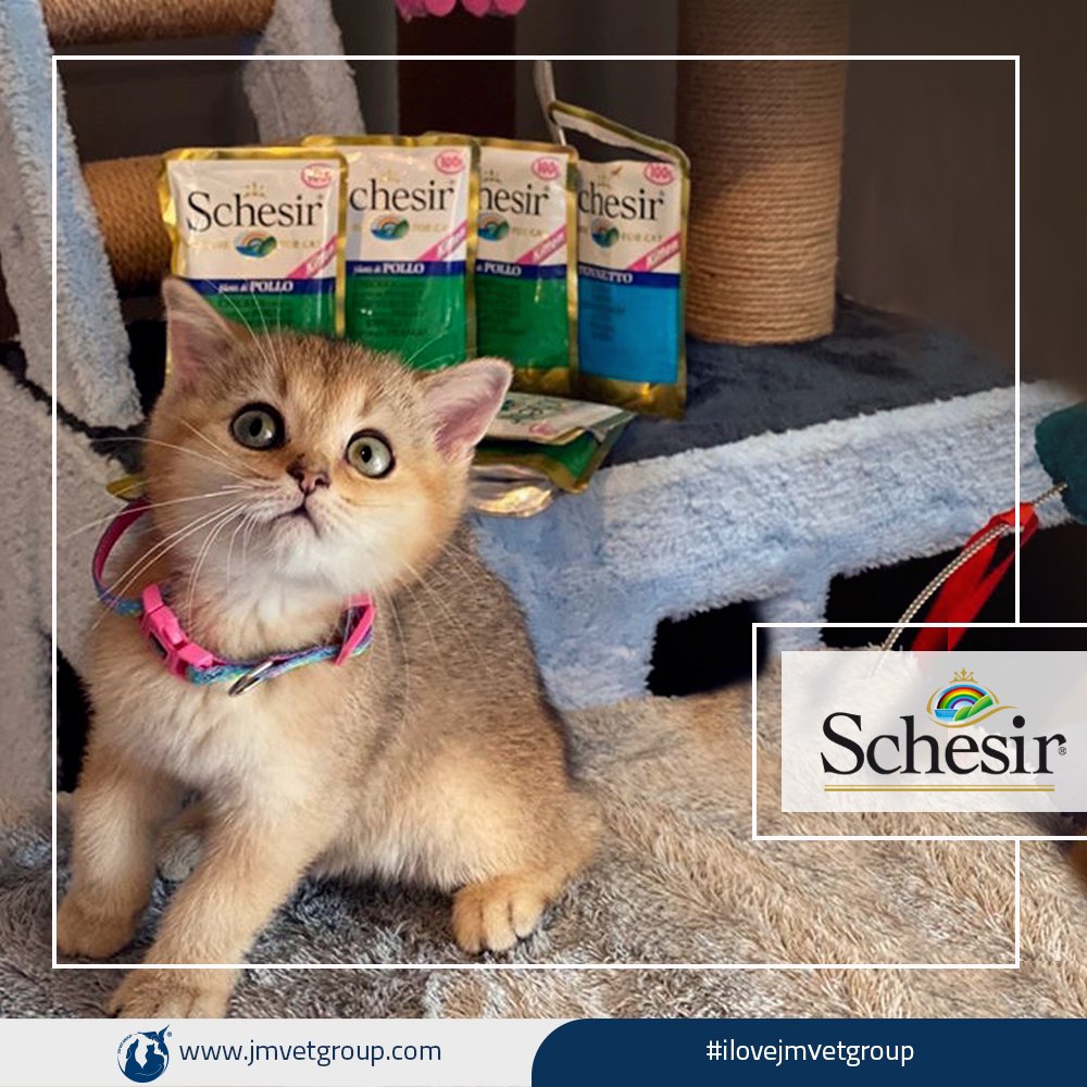 jmvetgroup's tweet photo. Schesir - 100% Natural Ingredients ❤️🧡💛💚💙💜✨
#ilovejmvetgroup
#jmvetgroup
#schesir
#schesiriran
#schesirtips
#شسير
#شسير_ايران https://t.co/sN4nyFAa9T