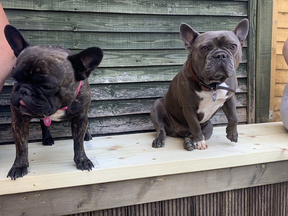 SAspey's tweet photo. @Sab_CohenHatton Nelly &amp; Blue. https://t.co/WTzEtS1UhU