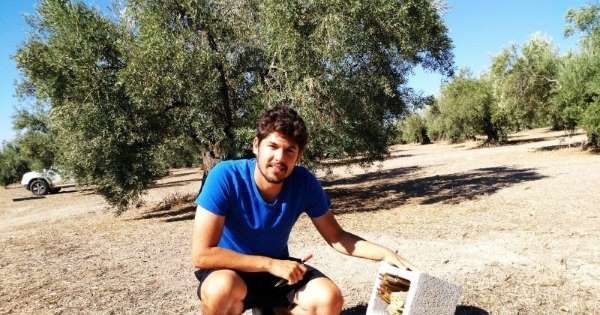 innomiel's tweet photo. La UJA identifica a abejas solitarias en el olivar como bioindicadoras del cultivo intensivo o ecológico #apicultura https://t.co/5k36tC9PDs https://t.co/oOh7aefmgC