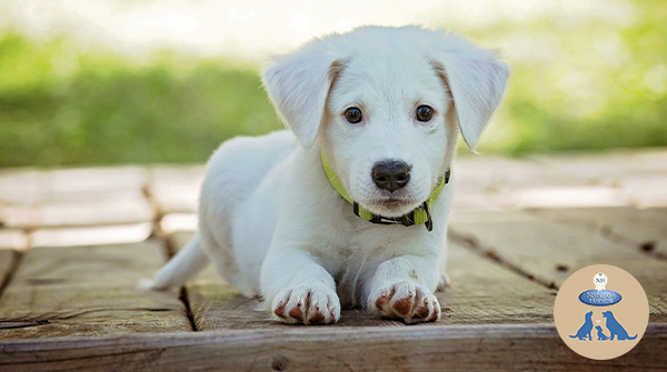 NHPetfood's tweet photo. Happy Monday everyone! 🐶

We hope you all have a great week ahead! 😃

#mondaythoughts #mondaymotivation #dogsoftwitter #cutedogs #adogslife  #NaturesHarvest #FriendsofNH https://t.co/kXfdaZb8a6