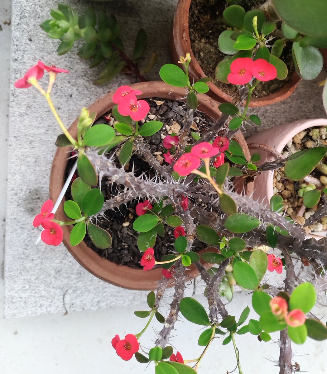 こころんグリーン ハナキリンの赤い花が次々に開いています 赤い平べったい花びら 苞 が 可愛らしいです 鮮やかな緑色の葉っぱも 増えてきました ハナキリン 赤い花 マダガスカル島原産 多肉植物 苞 初夏 初夏の花 園芸 ガーデニング 熊本