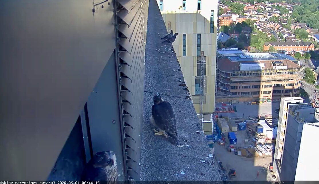 MikeFriendBPO's tweet photo. @wokingperegrine This amused me. These two pigeons either very brave or very foolhardy... https://t.co/csLBf124UH