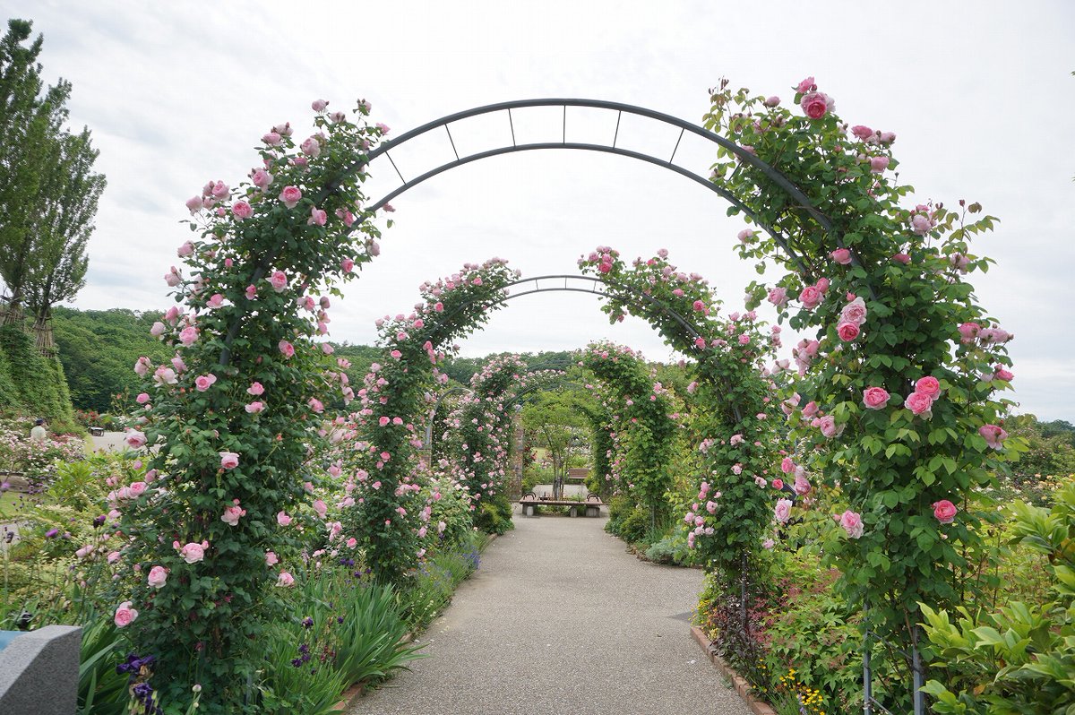 O Xrhsths 国営越後丘陵公園 公式 Sto Twitter ばらと草花のエリアにある ばらのアーチが随分と咲き進みました 様々な品種のつるバラがはわせてあり 角度によって表情が変わります ばらアーチコレクションをお楽しみください バラ ばら 香りのばら園