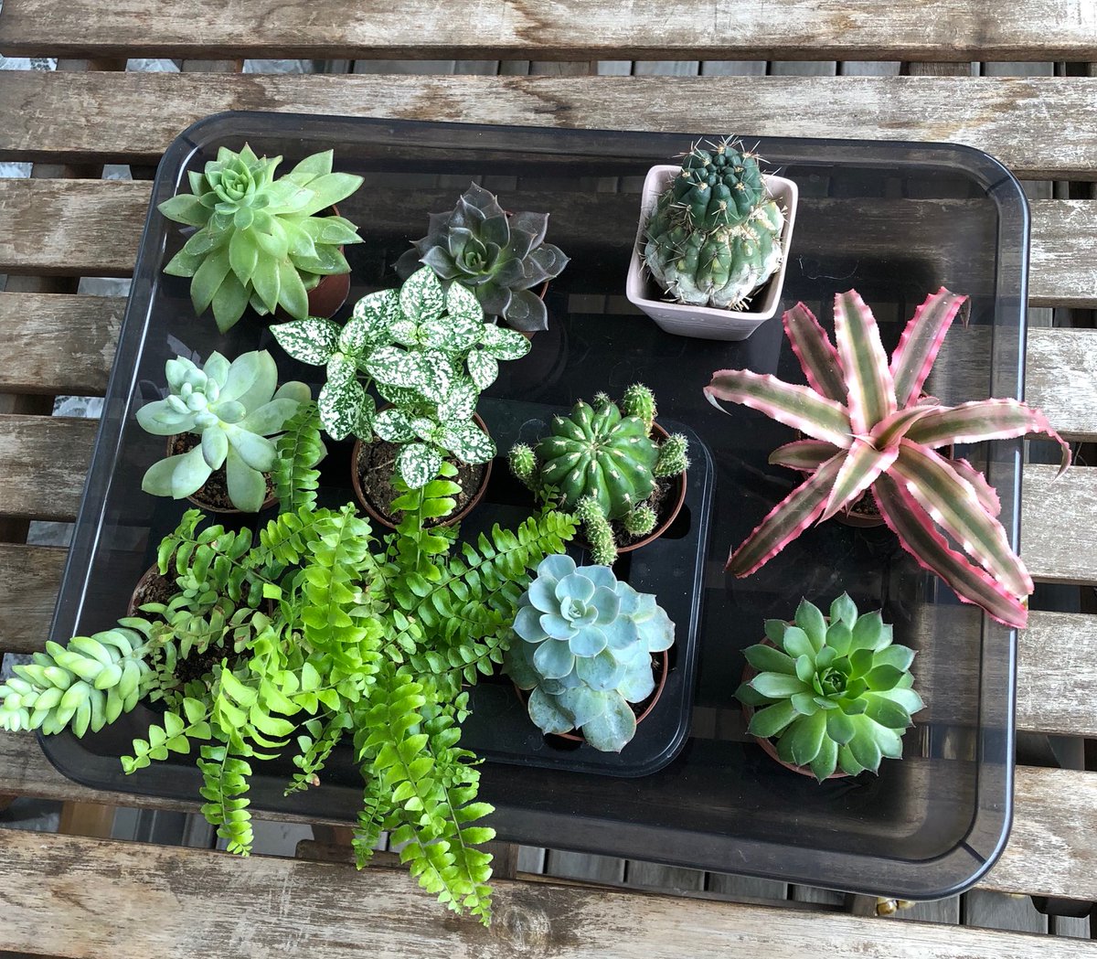 Npo法人緑のきずなプロジェクト 緑のきずな花見川区地域活性化事業 レイズドベッド プロジェクト の監修をしていただいている千葉大学園芸学部准教授の岩崎寛先生が この4月から Nhkテキスト趣味の園芸で 園芸療法の連載を始めました Withコロナ