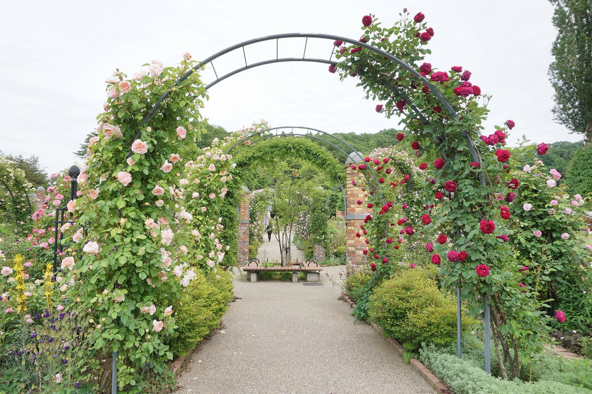 国営越後丘陵公園 公式 ばらと草花のエリアにある ばらのアーチが随分と咲き進みました 様々な品種のつるバラがはわせてあり 角度によって表情が変わります ばらアーチコレクションをお楽しみください バラ ばら 香りのばら園 越後丘陵公園
