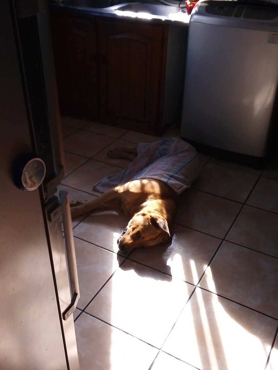 NShinise's tweet photo. Sleeping Beauty 
#animals #animalsgottalent #dogs #dogsduringlockdown #lifestyle https://t.co/jauKjEgApx