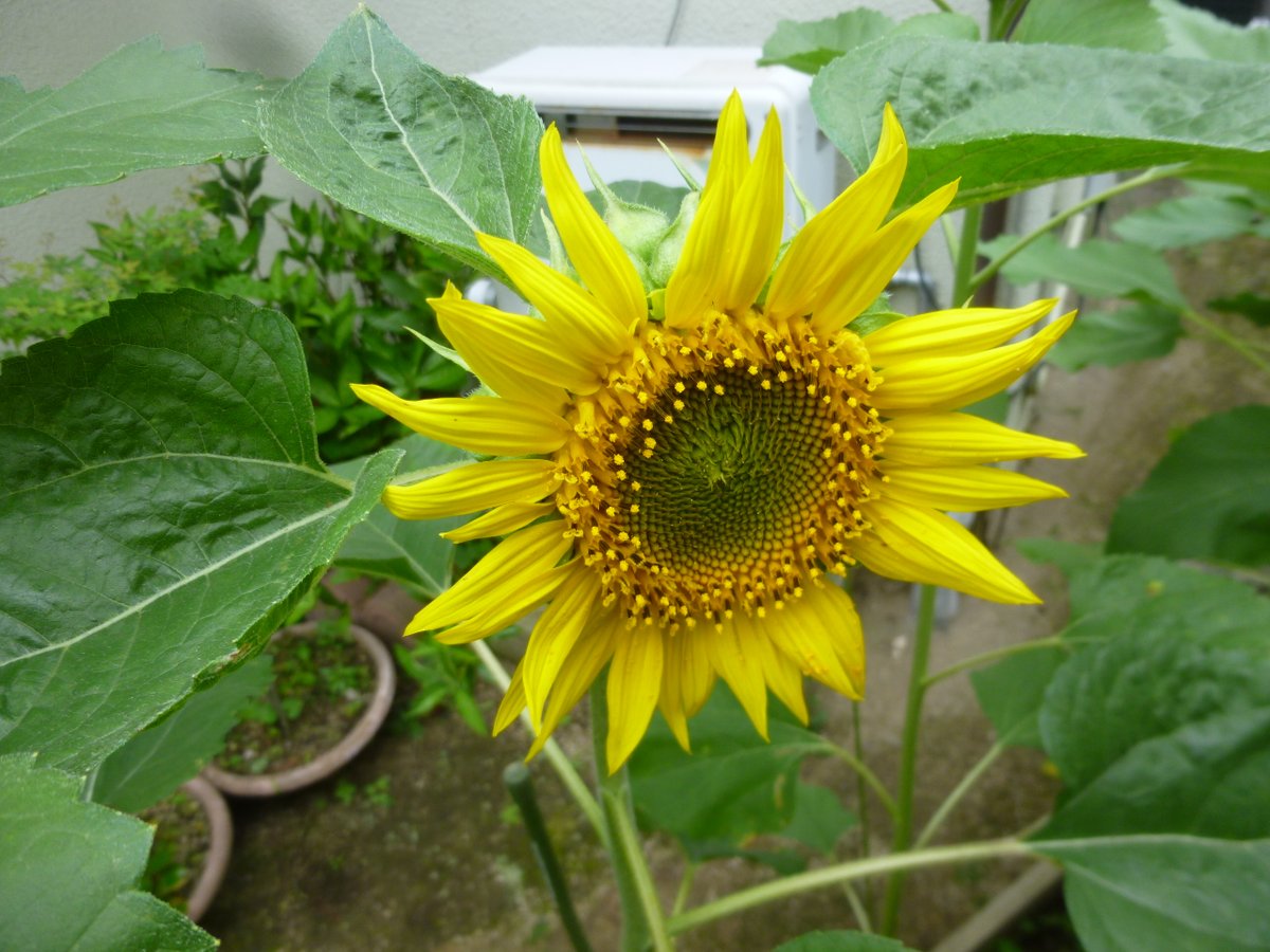 川上一望 A Twitter 我が家のプランター栽培のヒマワリ一輪の花を咲かせました 昨年育てたヒマワリより採取した種からです