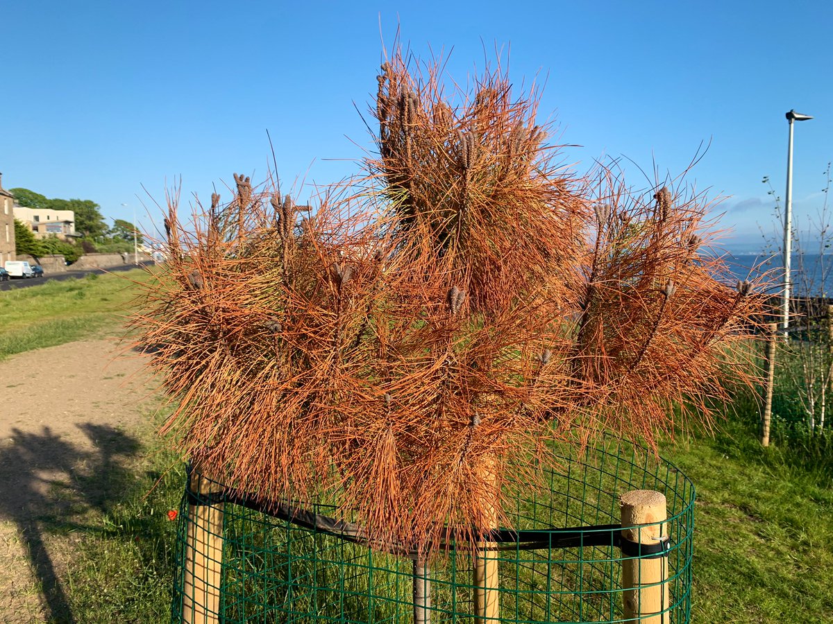 andyheald's tweet photo. Hi @edinhelp please can someone water &amp; maintain the new trees planted along the cycle path near Wardie Bay - Could be a great community project - thanks https://t.co/KRxONeANW8