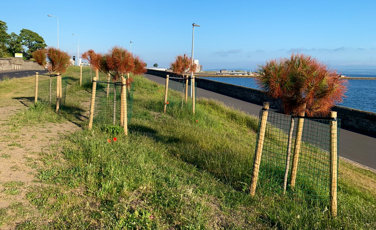andyheald's tweet photo. Hi @edinhelp please can someone water &amp; maintain the new trees planted along the cycle path near Wardie Bay - Could be a great community project - thanks https://t.co/KRxONeANW8