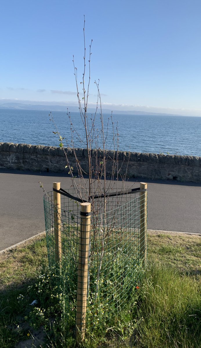 andyheald's tweet photo. Hi @edinhelp please can someone water &amp; maintain the new trees planted along the cycle path near Wardie Bay - Could be a great community project - thanks https://t.co/KRxONeANW8