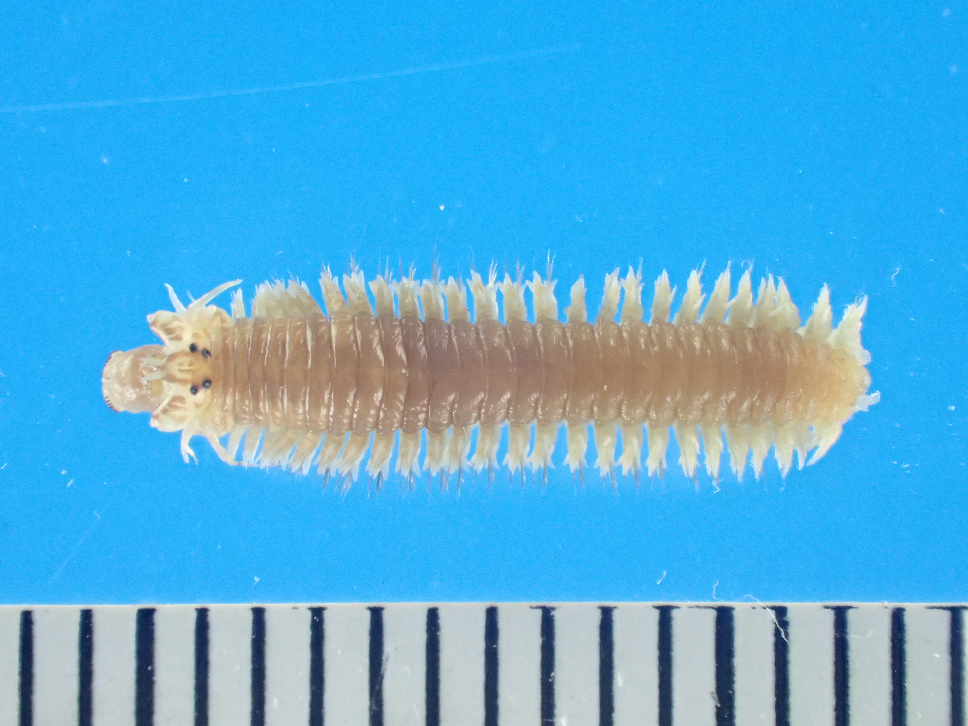 聖 以前 和名 ゴカイ 学名 Neanthes Japonica の1種として扱われていましたが 生殖 発生様式 卵径 アロザイム 乳酸脱水素酵素など の電気泳動像 疣足や剛毛の形態から3種に分けられました 形態的には単一剛毛を持つことと 顎輪のii区の顎片数が